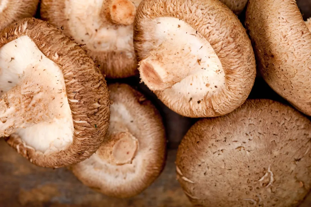 shiitake mushroom