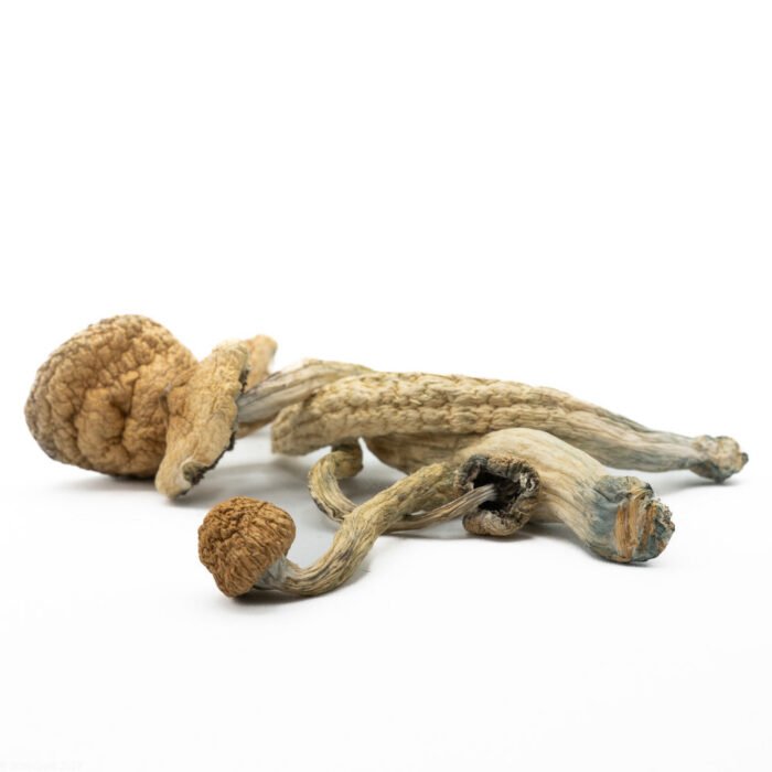 Transkei Magic Mushrooms