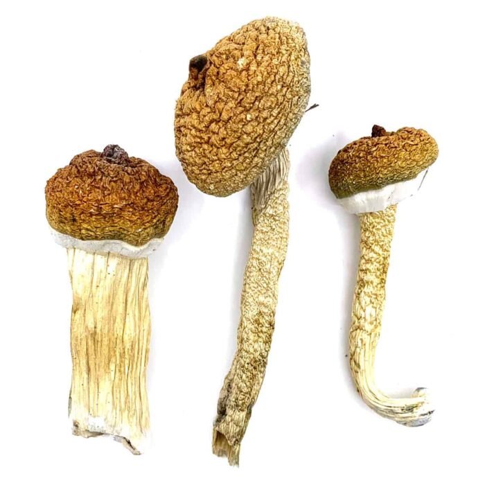 Blue Meanies Magic Mushroom