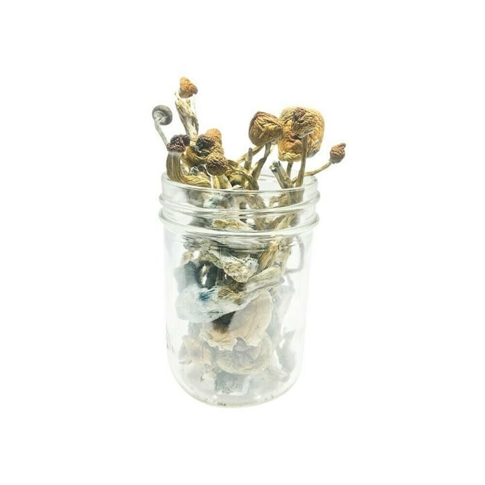 African Transkei Magic Mushrooms