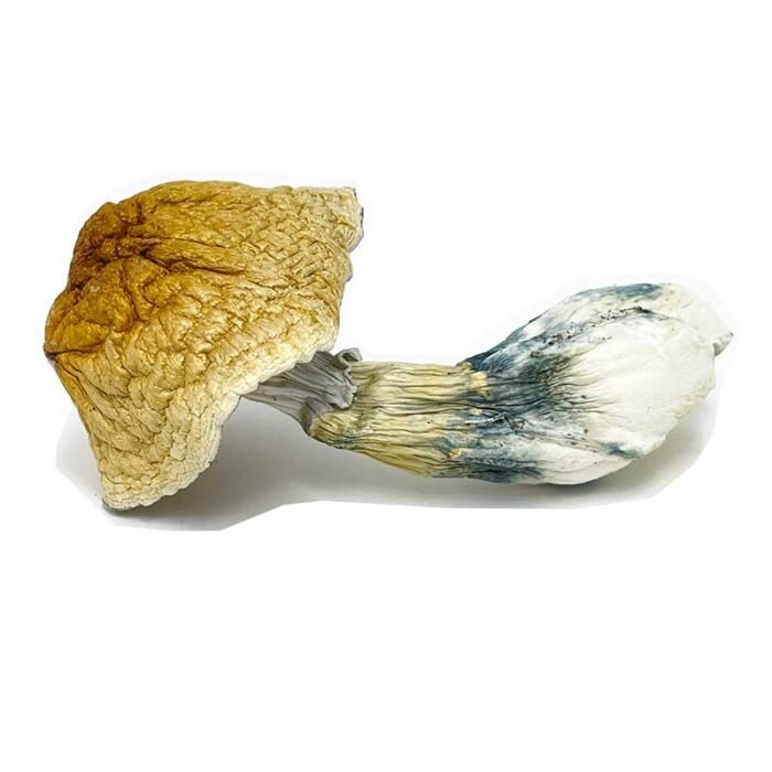 African Transkei Magic Mushrooms