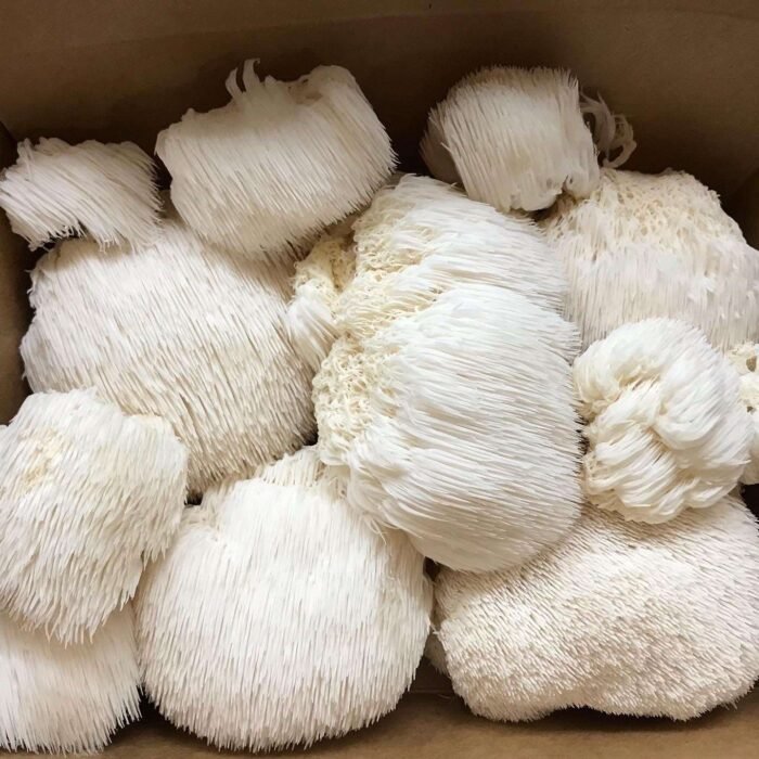 Lion's Mane Mushroom